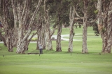 Golf 2013_15