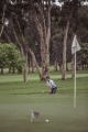 Golf 2013_32